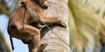 Ülkede şoke eden olay! Bir maymun, 4 aylık bebeği çatıdan attı