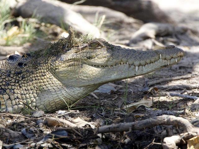 freshwater-crocodile