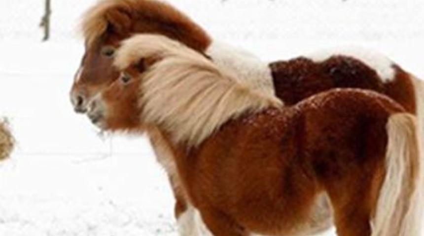 Haftanın en sevimli hayvanları