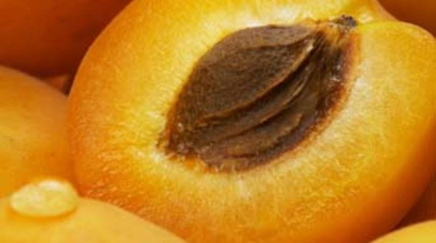 Acı kayısı kanser hastalarına tatlı oluyor