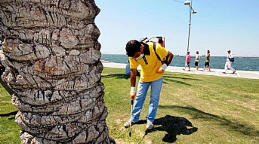 Palmiye b&ouml;ceğine kıska&ccedil; operasyonu