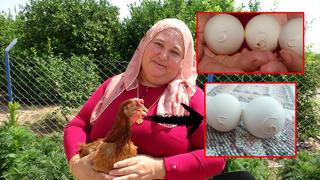 26 yıllık tavukçu Cennet Gezer kümesten yumurta aldığı sırada gözlerine inanamadı! Yaşadıklarıma inanamıyorum...