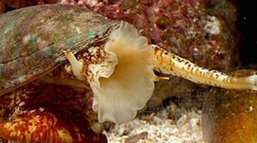 Bu canlılar sizi 4 dakikada &ouml;ld&uuml;rebilir!