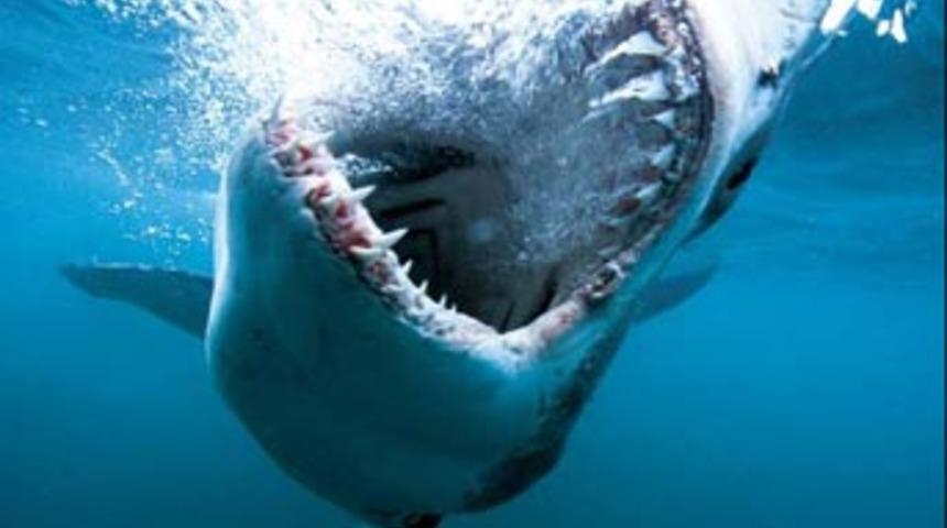 Jaws Yeni Zelanda'da