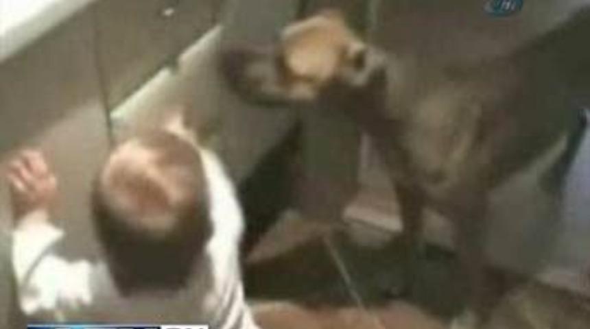 Bebek bakıcısı k&ouml;pek