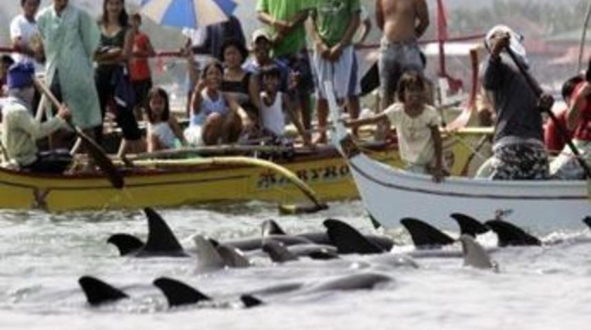 Filipinler'de kıyıya vuran 200 kadar yunus kurtarıldı