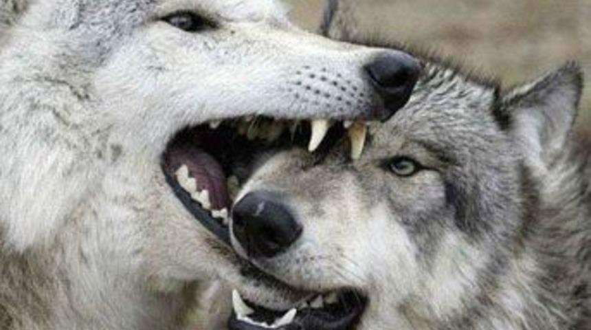 İşte ger&ccedil;ek 'Kurtlar Vadisi'