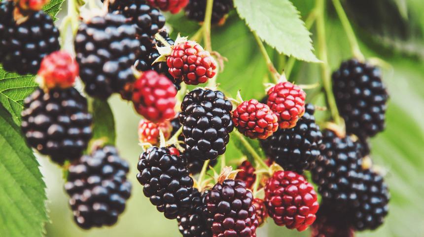 Böğürtlen kökünün faydaları nelerdir? Böğürtlen kökü çayı ne işe yarar?	