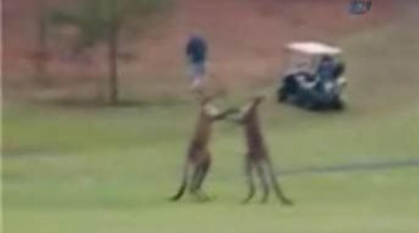 Bu da kanguruların 'Rocky'si