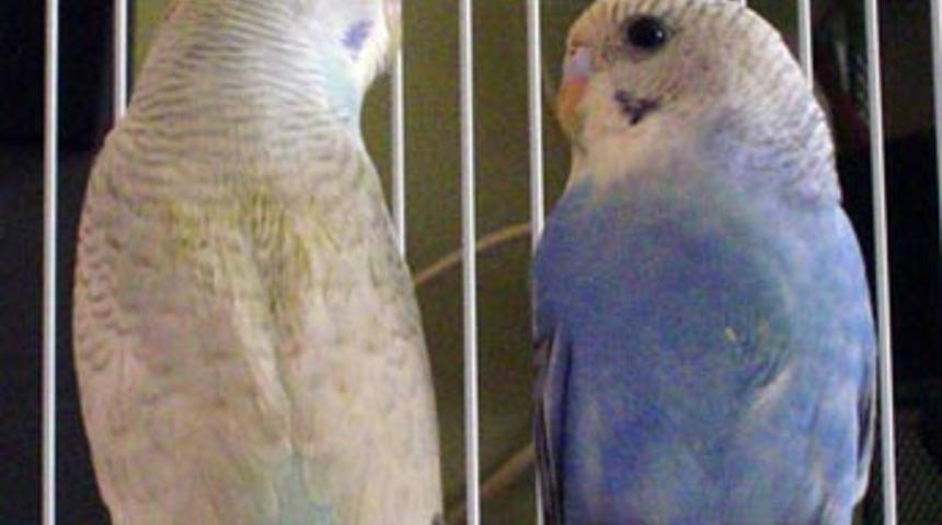 1226 kuş türünde yok olma tehlikesi