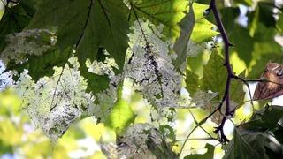 Bir ilde görüldü: Meyve ve ağaçların 1 numaralı düşmanı!