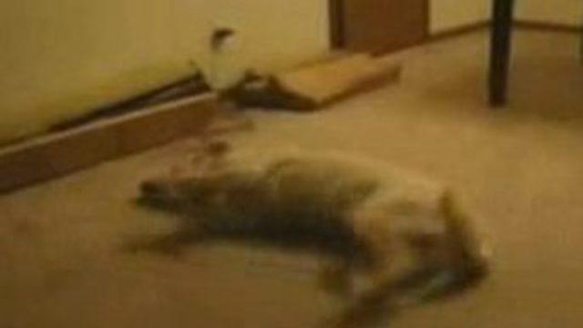 Uyurgezer köpek duvara toslayınca uyandı