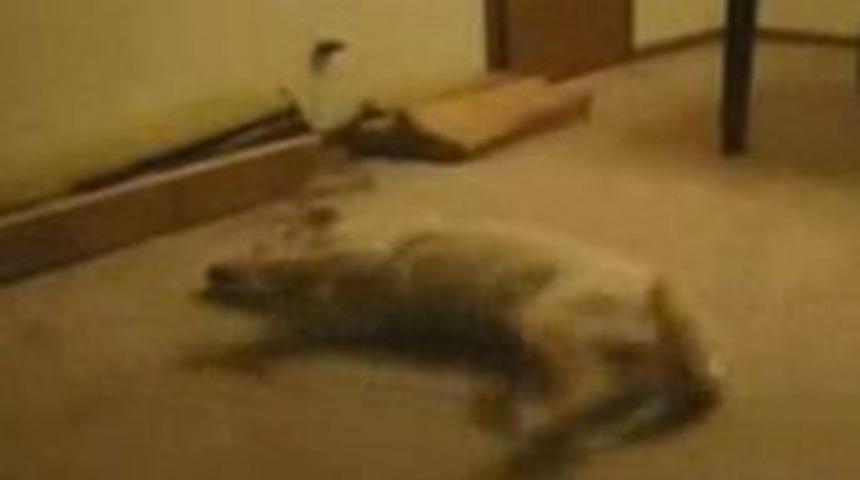 Uyurgezer k&ouml;pek duvara toslayınca uyandı