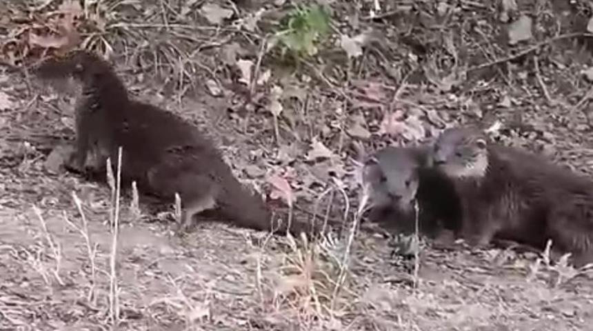 Yer: Kütahya! Nesli tükenme tehlikesi altında: 'Bir anda karşımıza üç tane çıktı'