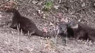 Yer: Kütahya! Nesli tükenme tehlikesi altında: 'Bir anda karşımıza üç tane çıktı'