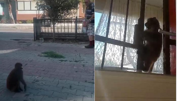 İstanbul’da akılalmaz olay! Başıboş maymun sokaktan geçenlere saldırdı: Yaralılar var