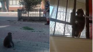 İstanbul'da akılalmaz olay! Başıboş maymun sokaktan geçenlere saldırdı: Yaralılar var
