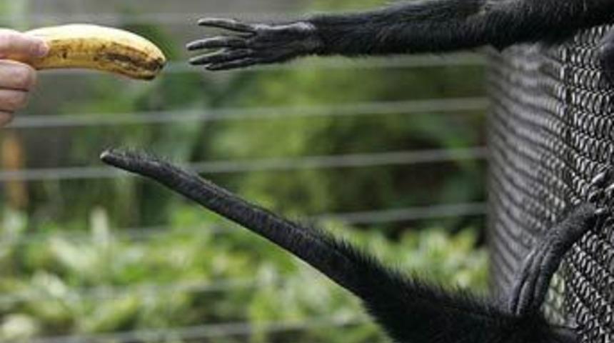 Bu haftanın en komik hayvanları