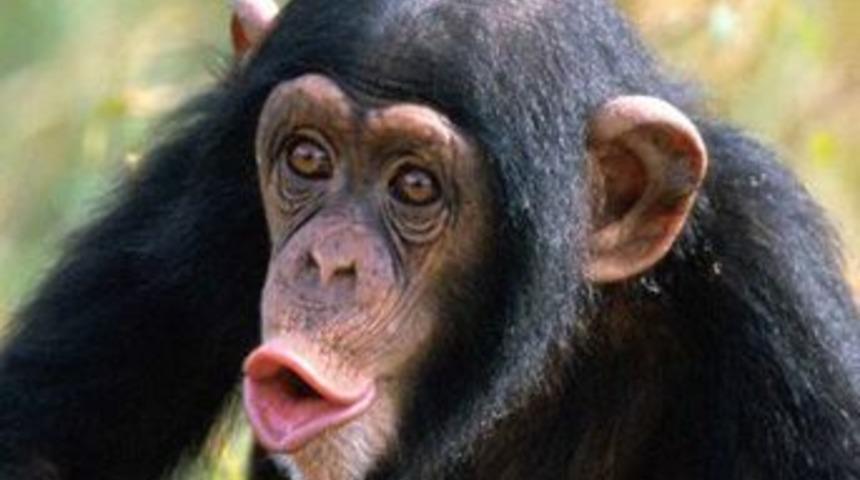 &Ouml;fke n&ouml;betine tutulan şempanze &ouml;ld&uuml;r&uuml;ld&uuml;