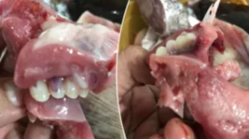 Öğle yemeği için aldığı balığın ağzını açtığında gördüklerine inanamadı! Dişleri şaşkına çevirdi... “Tıpkı insan gibi”