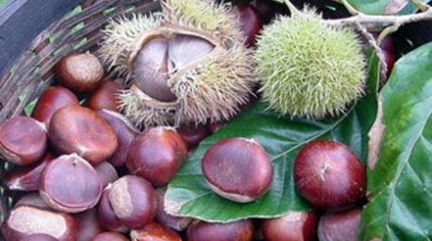 Kestane ka&ccedil; dilim ekmek ediyor?