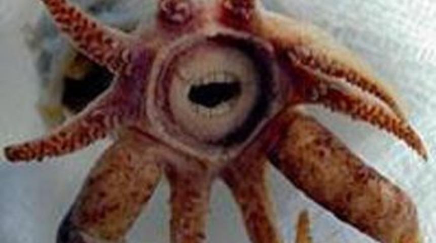 İnsan gibi dişleri var