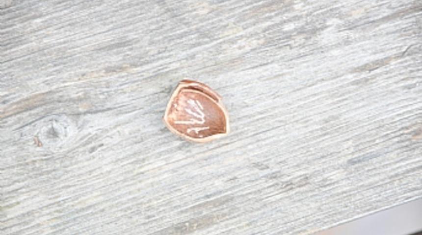 Fındıkkabuğundan "Allah" yazısı &ccedil;ıktı