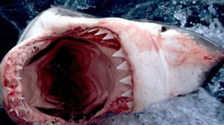 K&ouml;pekbalığı dehşeti