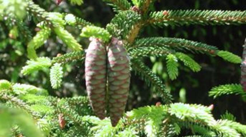 Amino asitler ağa&ccedil;lar i&ccedil;in de yararlı