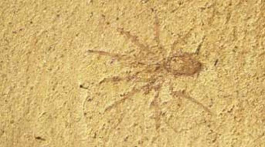 Bilinen en eski &ouml;r&uuml;mcek ağ &ouml;remiyordu