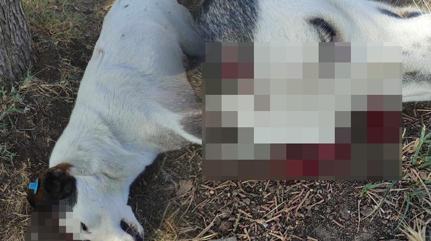 Kocaeli'de Benek ölü olarak bulunmuştu! Katili kargalar çıktı