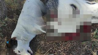 Kocaeli'de Benek ölü olarak bulunmuştu! Katili kargalar çıktı