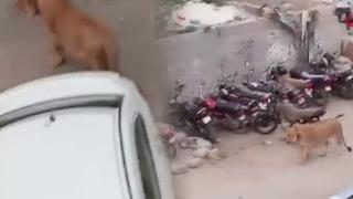 Pakistan'da aslan nakil aracından kaçtı! Paniğe neden oldu