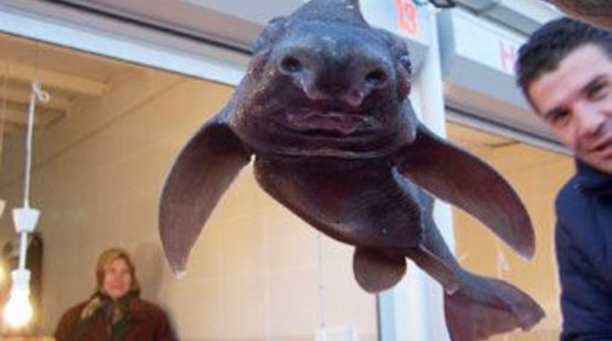 İnsana benzeyen balıklar g&ouml;renleri şaşırtıyor