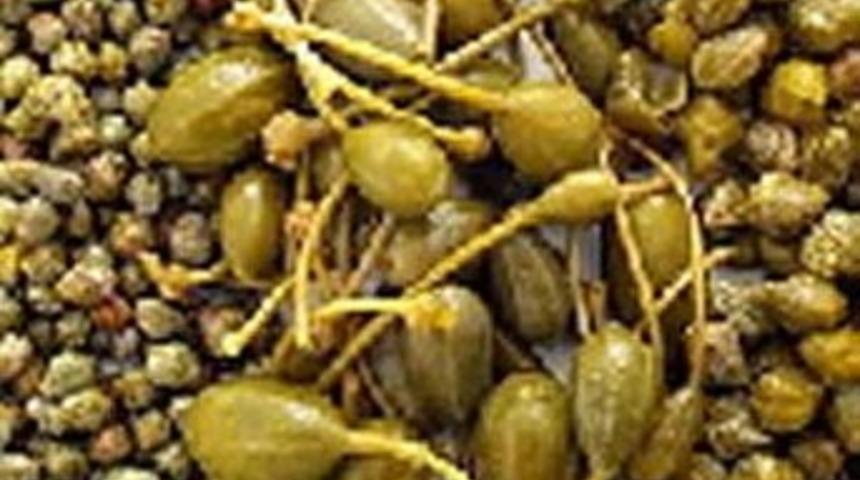 Kapari a&ccedil;tı, T&uuml;rk baktı