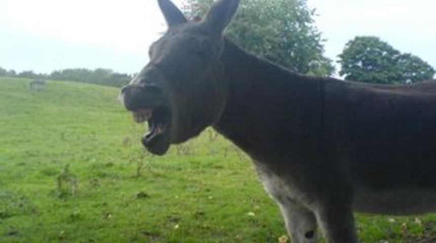 Azgın eşek otomobili par&ccedil;aladı