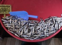 Bu sezon palamuta hasret kalacağız! ‘Boy sorunu olabilir ama bol bol yiyeceğiz’ diyerek açıkladılar: Denizler hamsi dolacak