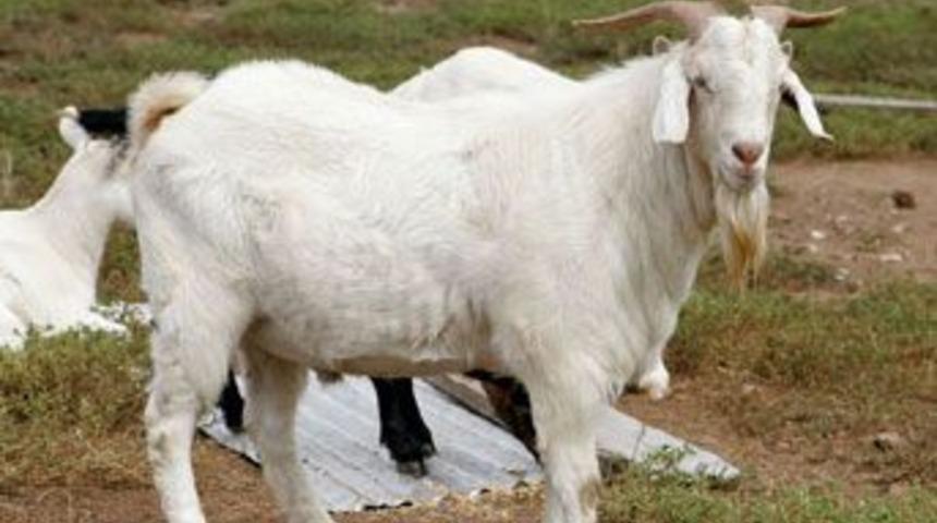 Eşini ke&ccedil;iyle değiştirdi!