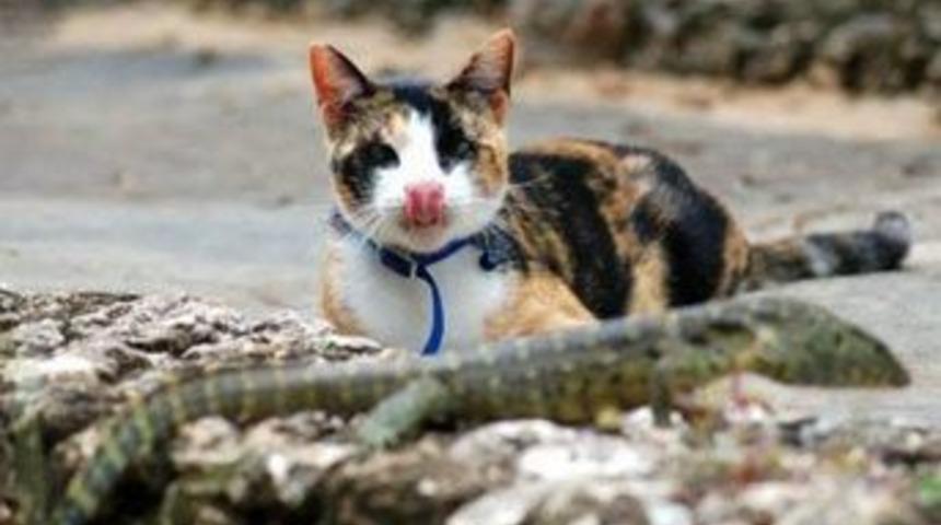 Kediyi merak &ouml;ld&uuml;r&uuml;yordu!