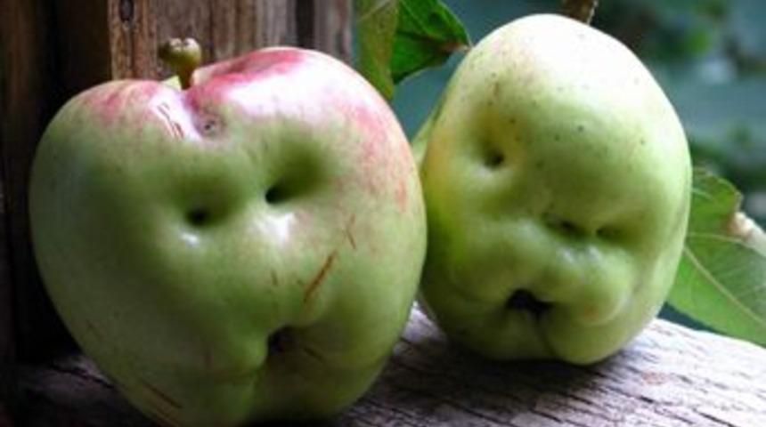 Elma kanseri &ouml;nl&uuml;yor