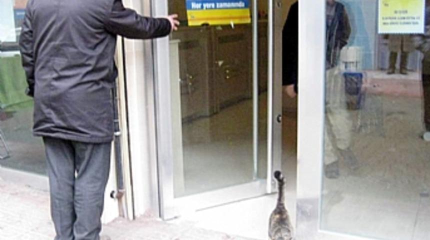 PTT şubesine kedi alarmı