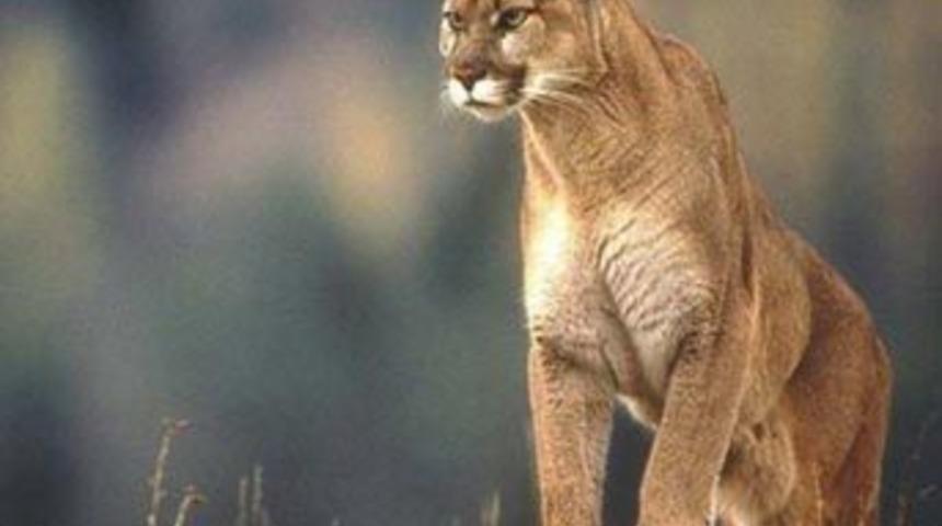 10 bin dolara satılık puma yavrusu