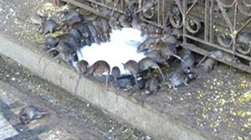 Farelere adanmış tapınak