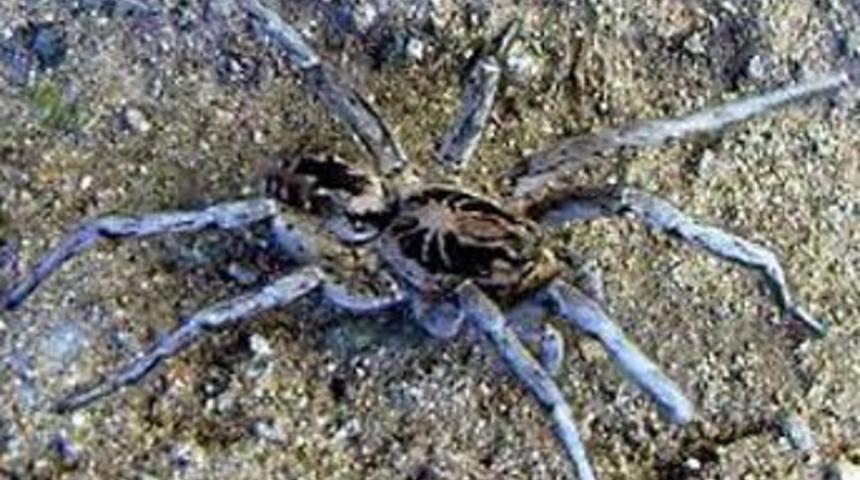 &Ouml;r&uuml;mcek y&uuml;z&uuml;nden evini yaktı