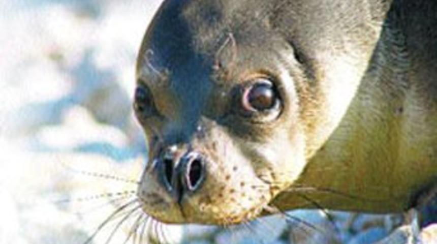 Fok Badem i&ccedil;in Dat&ccedil;a'ya uzman ekip gelecek