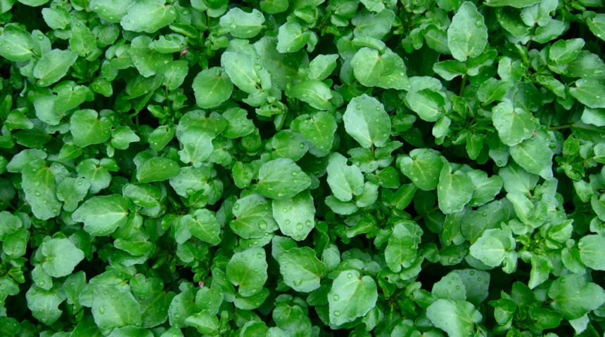 Araştırmalar en güçlü 42 gıdadan biri diyor! Kanseri önlüyor, bağışıklığı zırh gibi koruyor