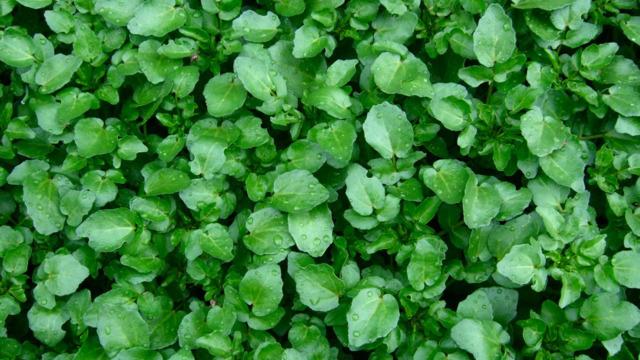 Araştırmalar en güçlü 42 gıdadan biri diyor! Kanseri önlüyor, bağışıklığı zırh gibi koruyor