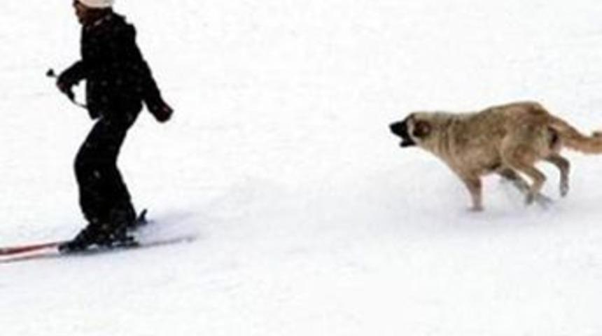 Peşine k&ouml;pek takılan kayak&ccedil;ının zor anları