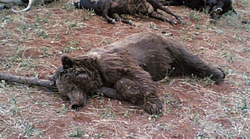 Elektrik akımına kapılan 1 ayı ve 8 inek telef oldu 