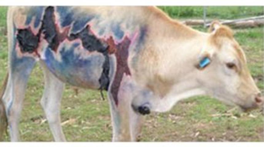 Yıldırım &ccedil;arpan inek &ouml;lmedi